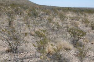 Chihuahuan Desert Scrub