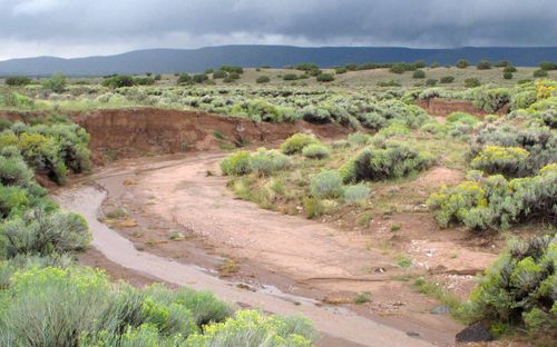 Intermountain Arroyo Riparian Scrub