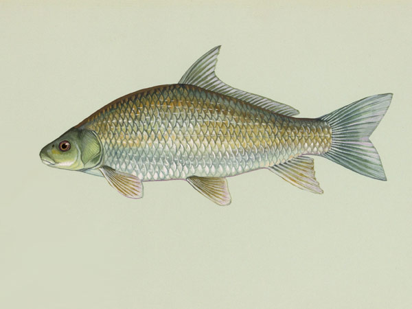 Smallmouth Buffalo
