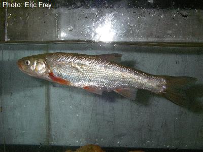 Rio Grande Chub