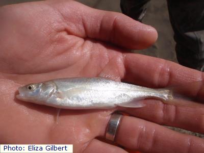 Roundtail Chub