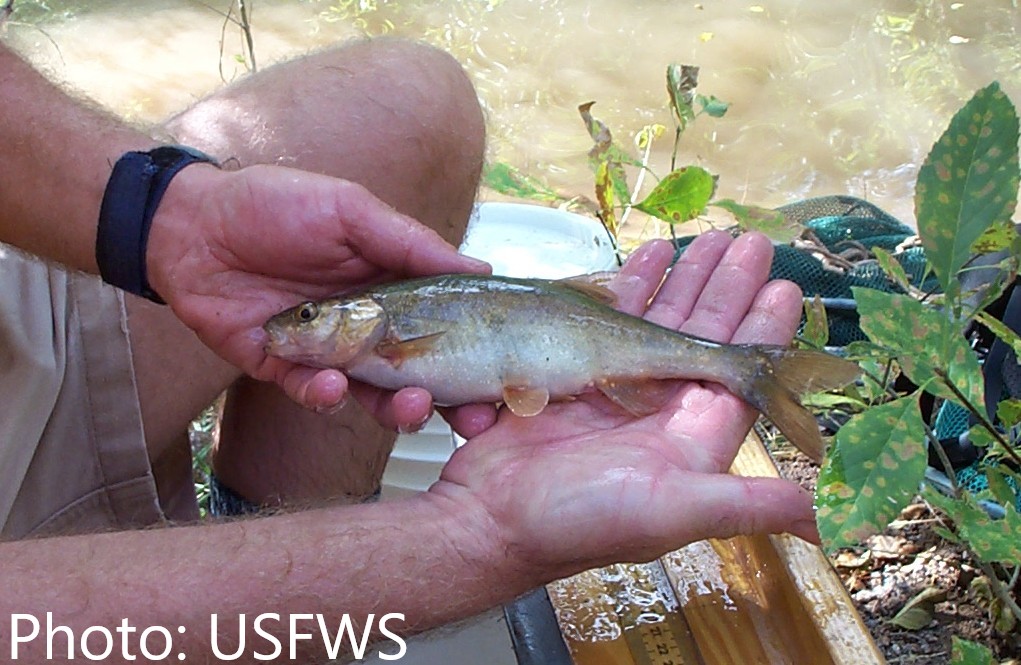 Headwater Chub