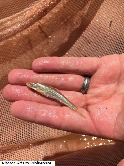 Peppered Chub