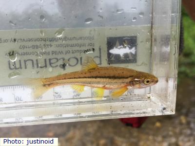 Southern Redbelly Dace