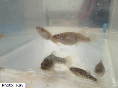 Pecos Gambusia