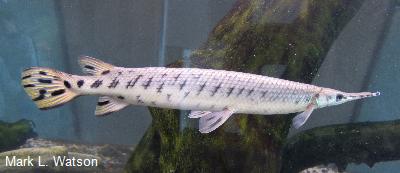 Longnose Gar