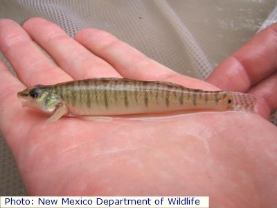 Bigscale Logperch