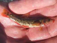 Loach Minnow