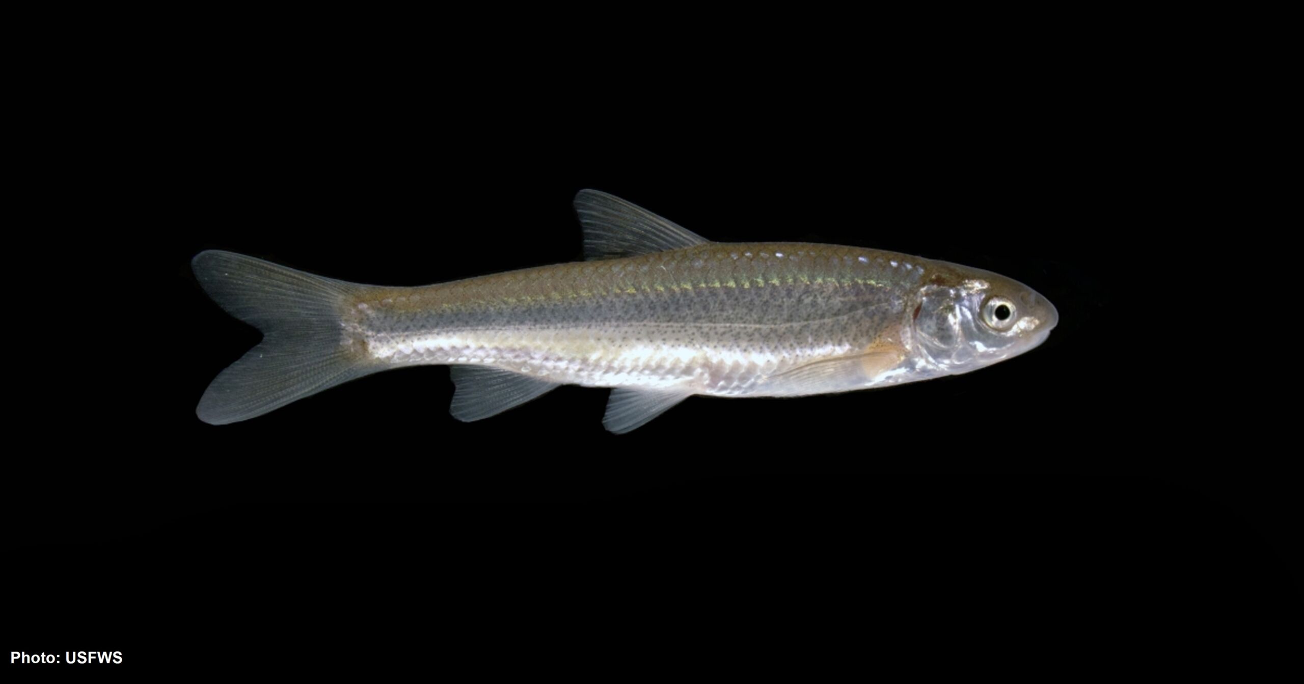Rio Grande Silvery Minnow