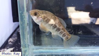 Pecos Pupfish