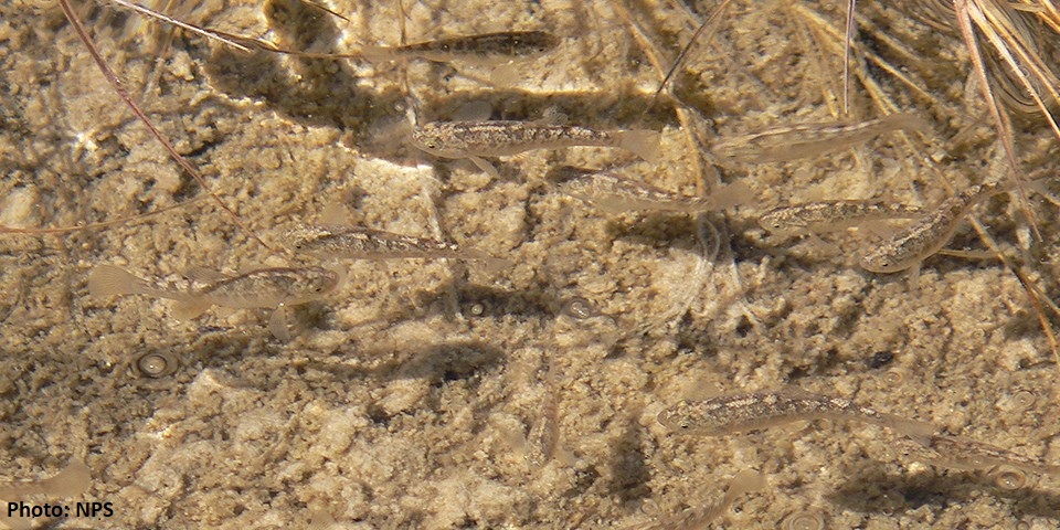 White Sands Pupfish