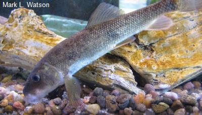 Gray Redhorse