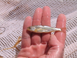Pecos Bluntnose Shiner