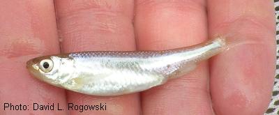 Rio Grande Shiner