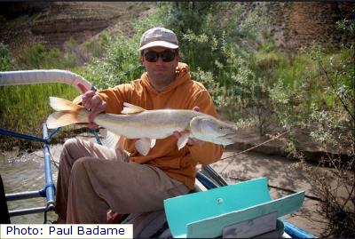 Colorado Pikeminnow