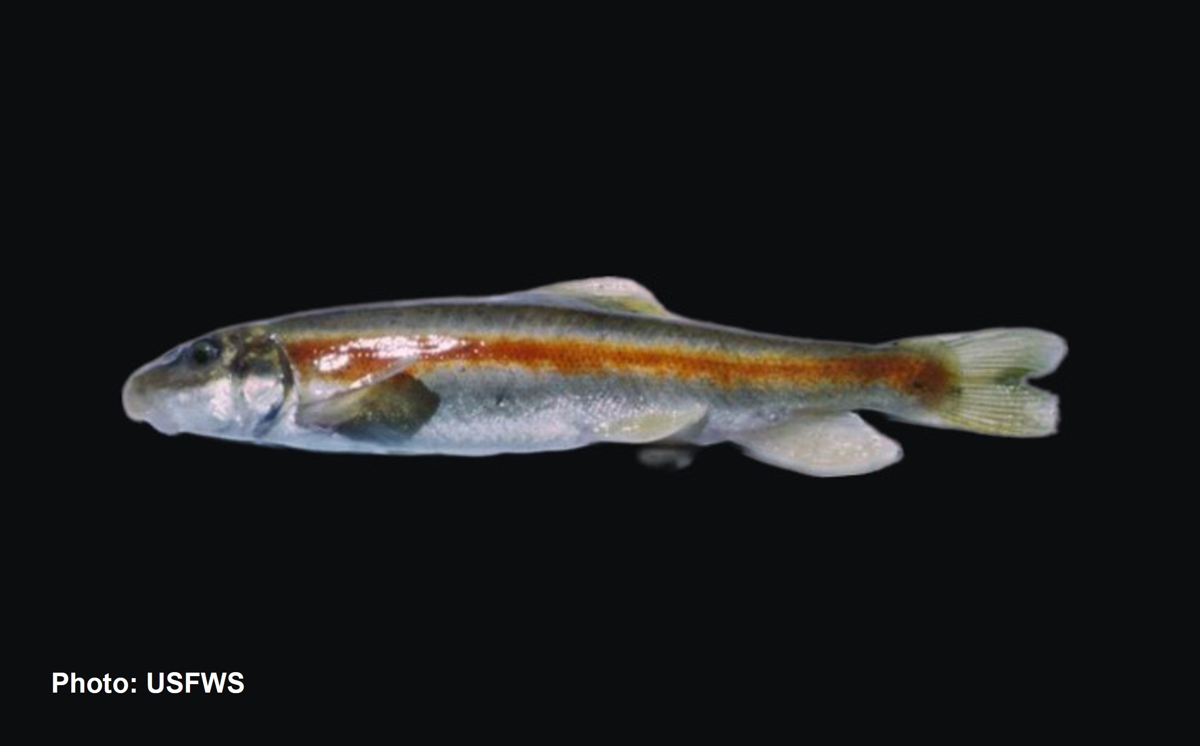 Zuni Bluehead Sucker