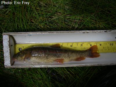 Rio Grande Sucker