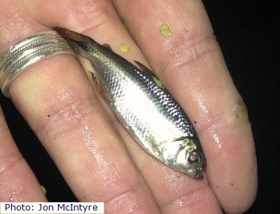 Mexican Tetra