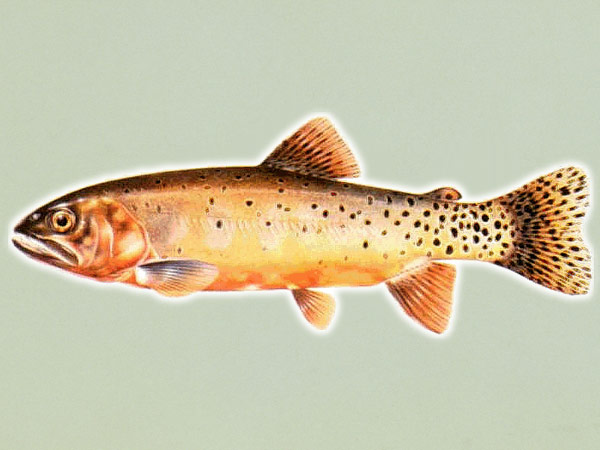 Rio Grande Cutthroat Trout