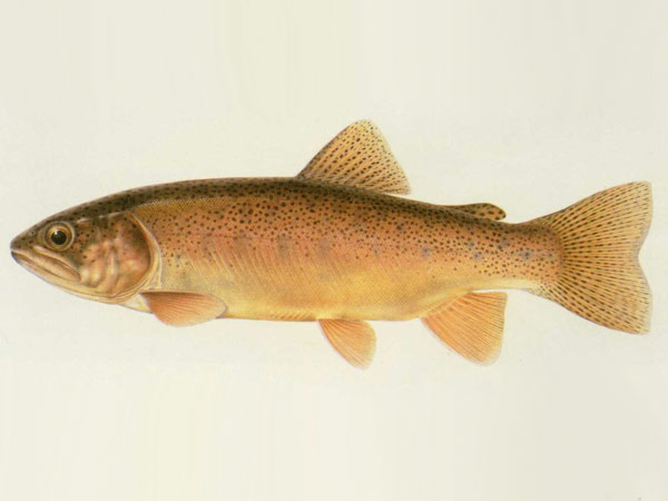 Gila Trout