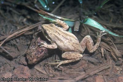Boreal Chorus Frog