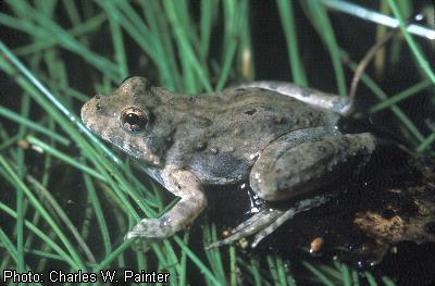 Blanchard’s Cricket Frog