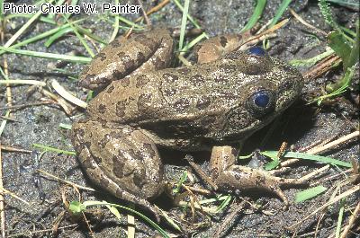 Chiricahua Leopard Frog