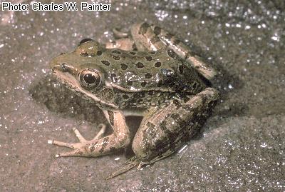 Lowland Leopard Frog