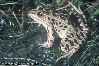 Northern Leopard Frog