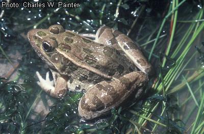Plains Leopard Frog
