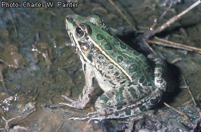 Rio Grande Leopard Frog