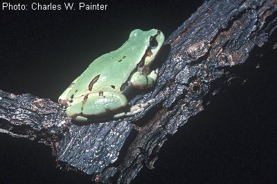 Arizona Treefrog