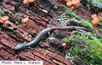 Jemez Mountains Salamander