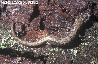 Sacramento Mountain Salamander
