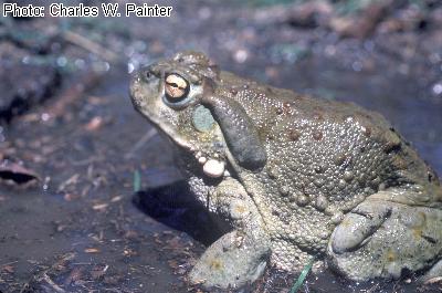Sonoran Desert Toad