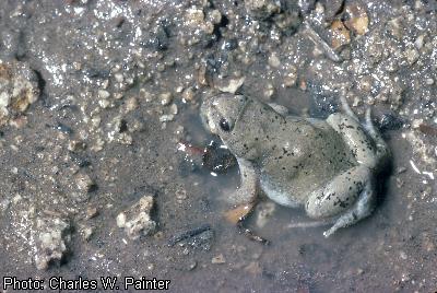 Western Narrow-mouthed Toad