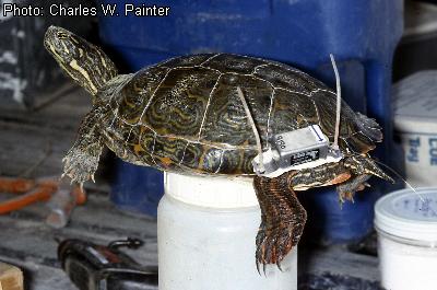 Western River Cooter