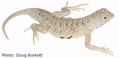 Bleached Earless Lizard