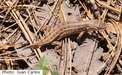 Slevin’s Bunchgrass Lizard