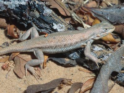 Dunes Sagebrush Lizard