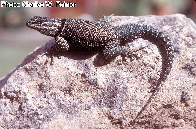 Yarrow’s Spiny Lizard