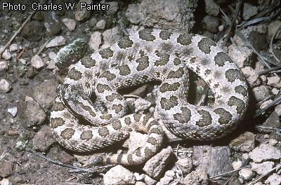 Western Massasauga
