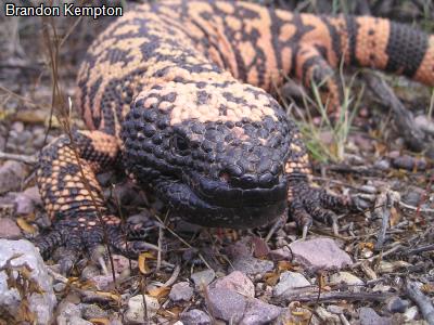 Gila Monster