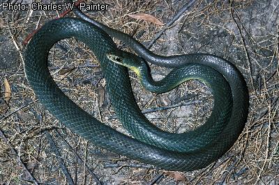 North American Racer