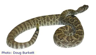 Mojave Rattlesnake