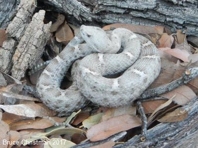 New Mexico Ridge-nosed Rattlesnake