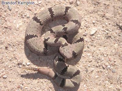 Banded Rock Rattlesnake