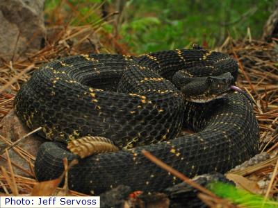 Arizona Black Rattlesnake