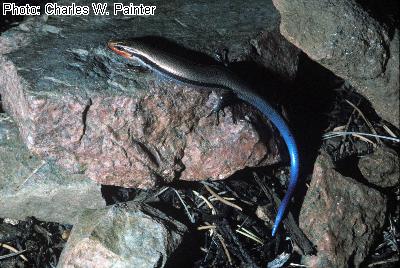 Mountain Skink