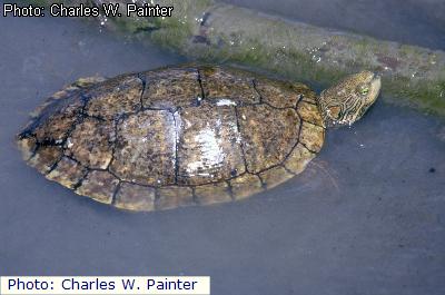 Big Bend Slider